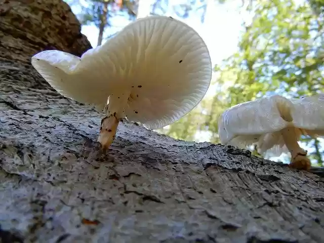 Free download Nature Autumn Mushroom Tree -  free free photo or picture to be edited with GIMP online image editor