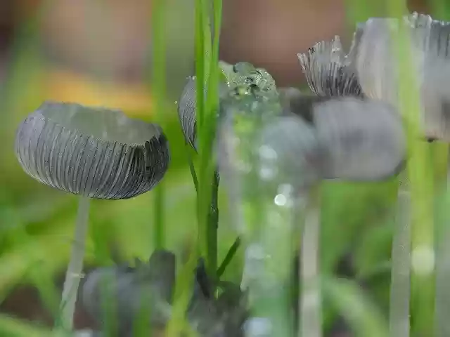Free download Nature Autumn Raindrop -  free photo or picture to be edited with GIMP online image editor