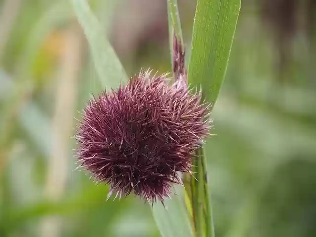 Free download Nature Autumn Reed -  free free photo or picture to be edited with GIMP online image editor