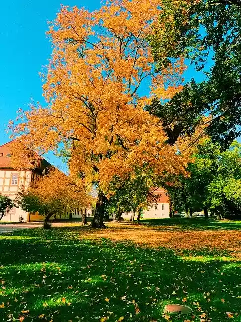 Free download Nature Autumn Trees -  free photo or picture to be edited with GIMP online image editor