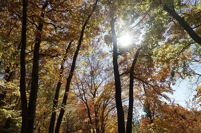 Free download Nature Autumn Trees Forest -  free photo or picture to be edited with GIMP online image editor