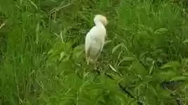 Free download Nature Ave Bird Great -  free video to be edited with OpenShot online video editor