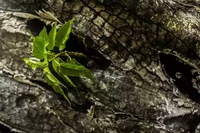 Free download Nature Bark Leaves -  free free photo or picture to be edited with GIMP online image editor