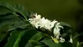 Free download Nature Bee FlowerS Cafe free video to be edited with OpenShot online video editor