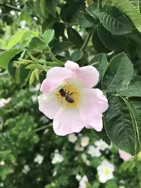 Free download Nature Bee Insect free photo template to be edited with GIMP online image editor