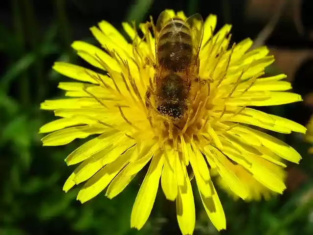 Free download Nature Bee Nectar -  free photo or picture to be edited with GIMP online image editor