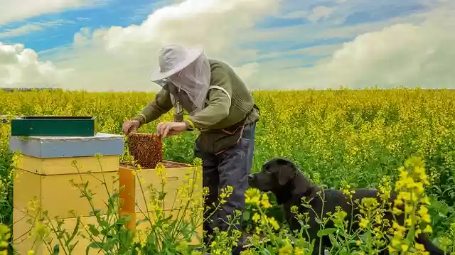 김프 온라인 이미지 편집기로 편집할 수 있는 무료 사진 템플릿 다운로드 Nature Bees Beekeeper