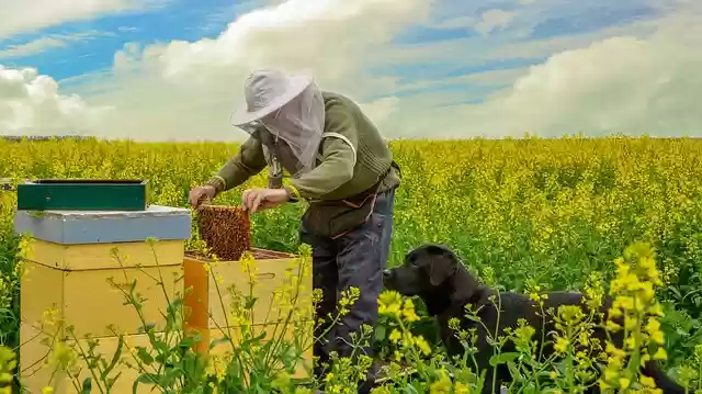 הורדה בחינם של Nature Bees Beekeeper תבנית תמונה בחינם לעריכה עם עורך התמונות המקוון GIMP