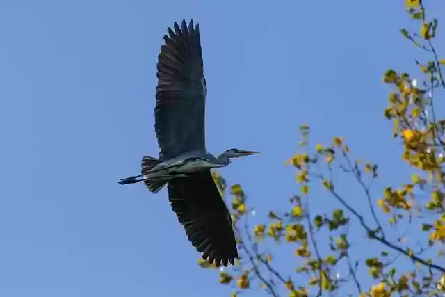 Free download nature bird grey heron flight wing free picture to be edited with GIMP free online image editor