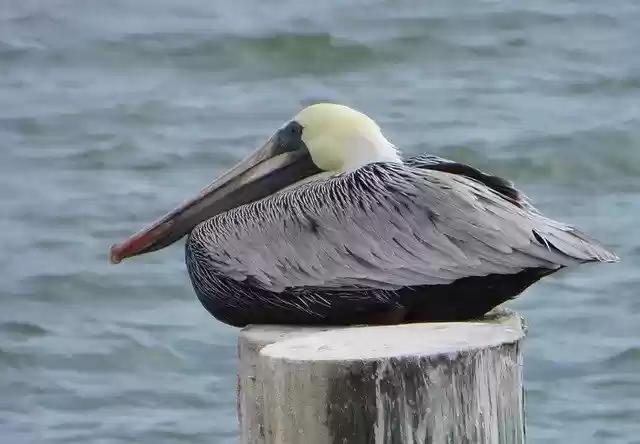 Free download Nature Bird Pelican -  free photo or picture to be edited with GIMP online image editor