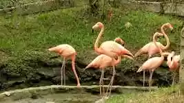 Free download Nature Birds Flamenco free video to be edited with OpenShot online video editor