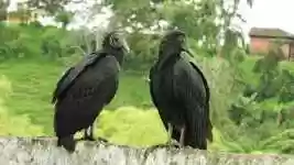 Free download Nature Birds Gallinazo -  free video to be edited with OpenShot online video editor