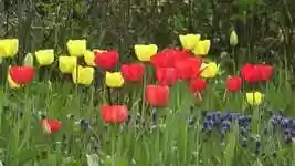 Free download Nature Botanical Environment free video to be edited with OpenShot online video editor