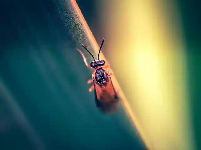 Bezpłatne pobieranie Nature Bug Insect - bezpłatne zdjęcie lub obraz do edycji za pomocą internetowego edytora obrazów GIMP