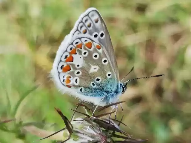 Free download Nature Butterflies Animal Common -  free photo or picture to be edited with GIMP online image editor