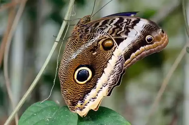 Free download Nature Butterfly Bug free photo template to be edited with GIMP online image editor