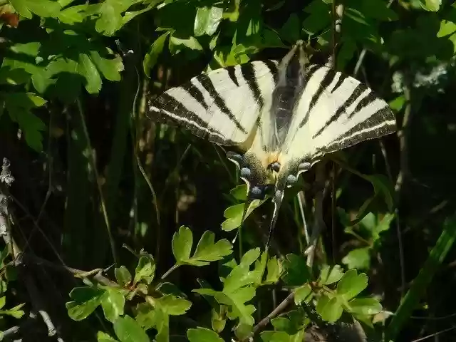 Free download Nature Butterfly S -  free photo or picture to be edited with GIMP online image editor