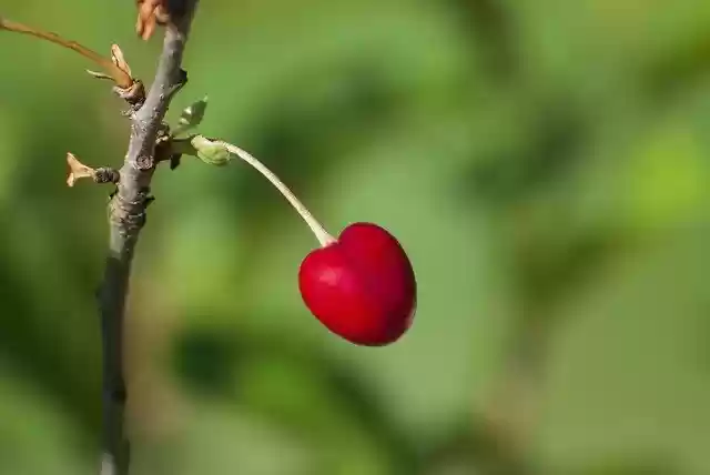 Free download Nature Cherry Garden -  free photo or picture to be edited with GIMP online image editor