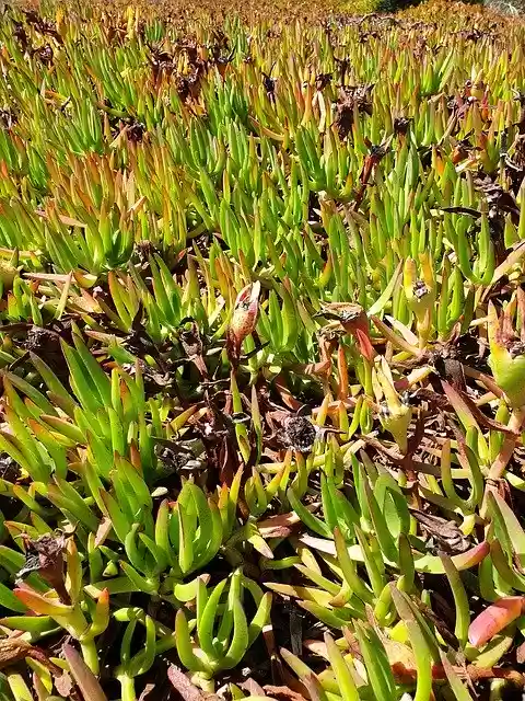 Free download Nature Colourful Romantic -  free photo or picture to be edited with GIMP online image editor