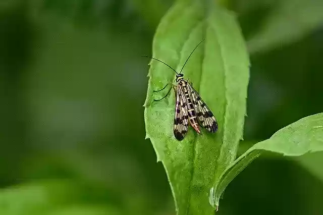 Free download Nature Communis Female Close -  free photo or picture to be edited with GIMP online image editor