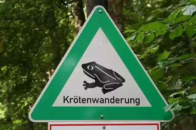 Free download Nature Conservation Toad Migration -  free photo or picture to be edited with GIMP online image editor