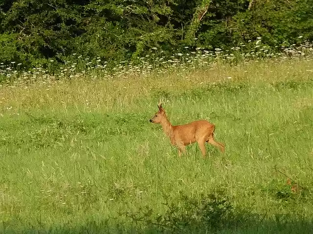 Free download Nature Deer Wild -  free photo or picture to be edited with GIMP online image editor