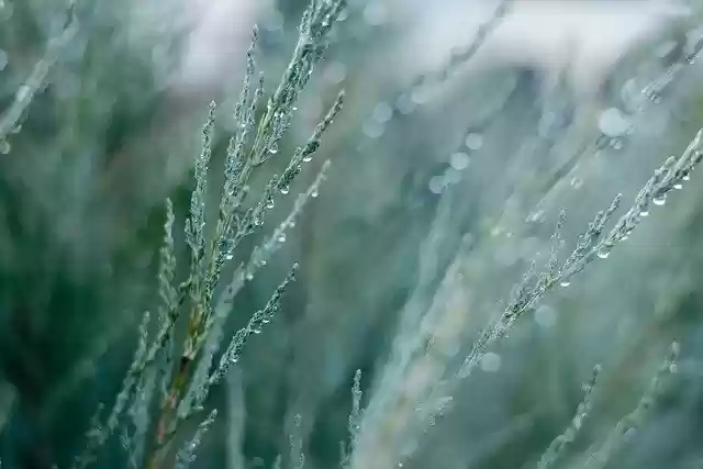 Free download Nature Drops Garden -  free free photo or picture to be edited with GIMP online image editor