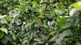 Free download Nature Fear Spider free video to be edited with OpenShot online video editor