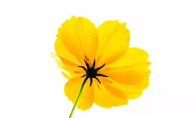 Free download Nature Flower Blossom -  free photo or picture to be edited with GIMP online image editor
