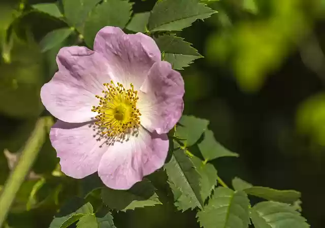 Free download nature flower dog rose light free picture to be edited with GIMP free online image editor