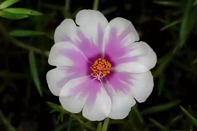 Free download nature flower flora garden summer free picture to be edited with GIMP free online image editor