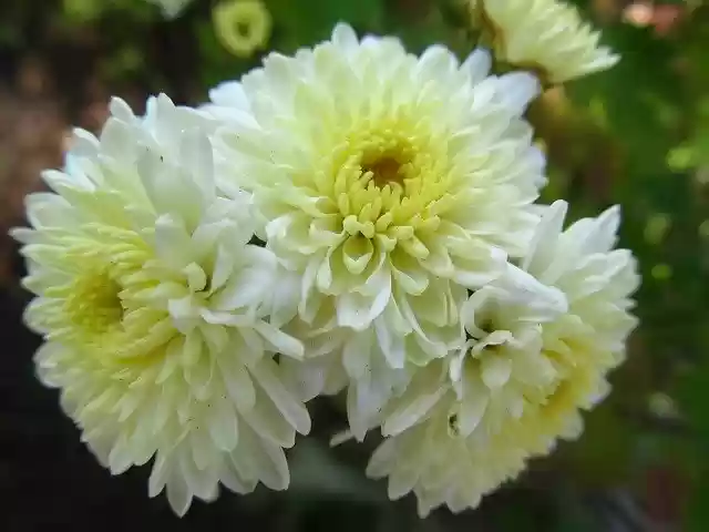 김프 온라인 이미지 편집기로 편집할 수 있는 자연 꽃 정원 무료 사진 템플릿 무료 다운로드