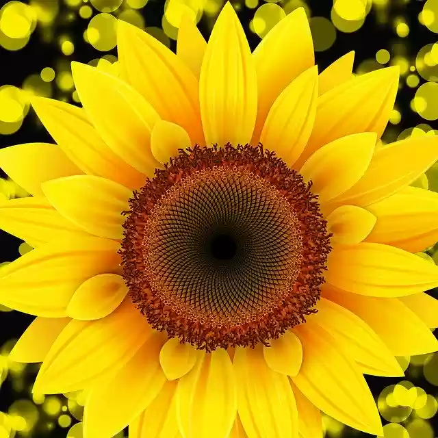 Free download Nature Flower Plant -  free photo or picture to be edited with GIMP online image editor