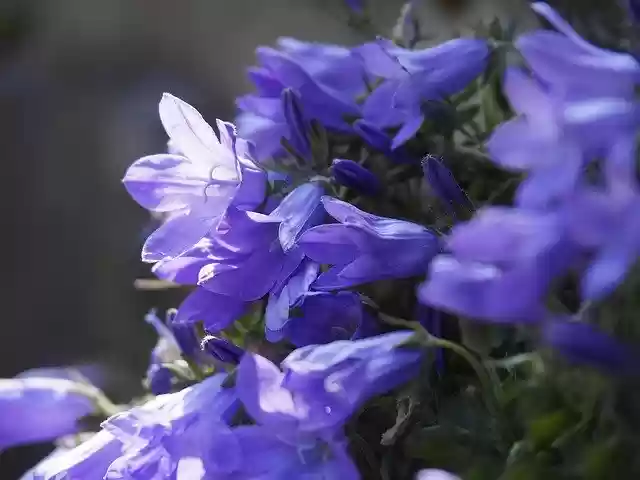 Free download Nature Flower Purple -  free free photo or picture to be edited with GIMP online image editor