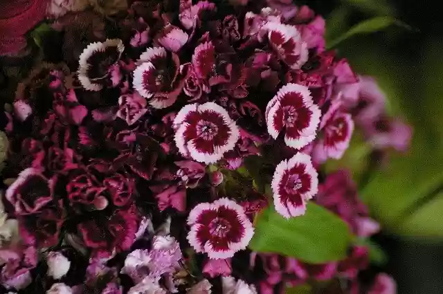 Free download Nature Flower Red -  free photo or picture to be edited with GIMP online image editor