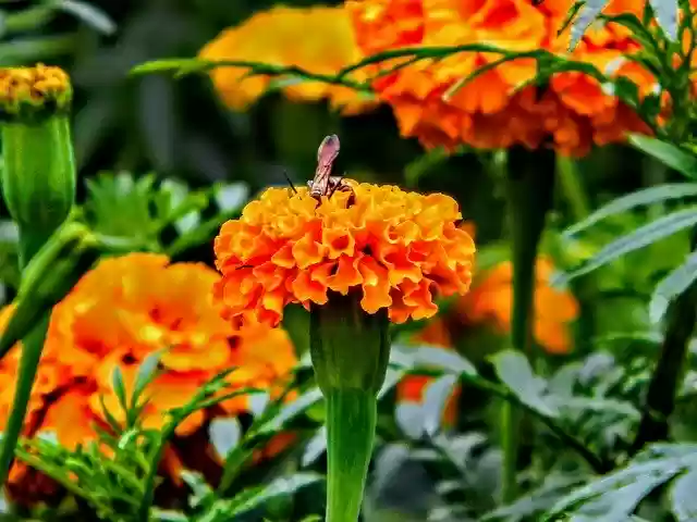 Free download Nature Flowers -  free free photo or picture to be edited with GIMP online image editor