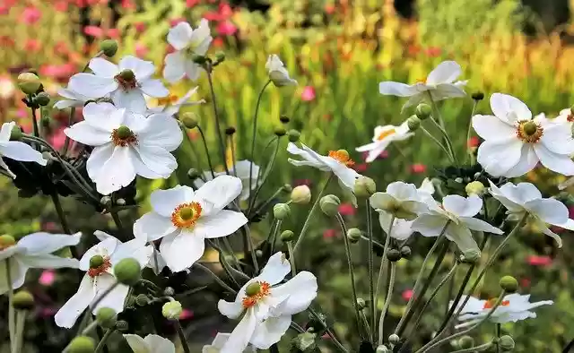 Free download Nature Flowers The Smell Of -  free photo or picture to be edited with GIMP online image editor