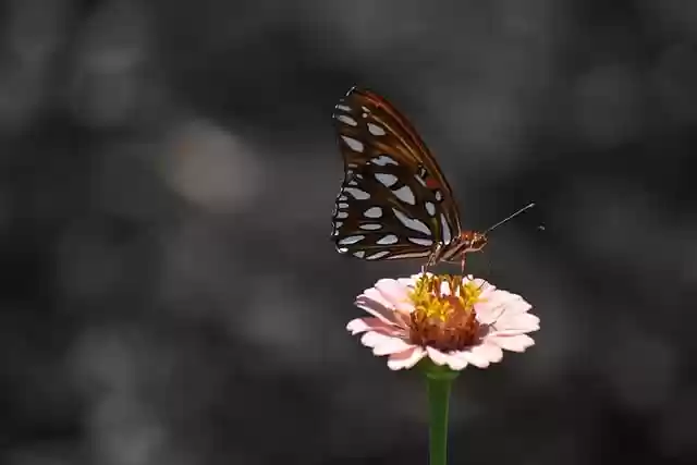 Free download nature flower viceroy pink free picture to be edited with GIMP free online image editor