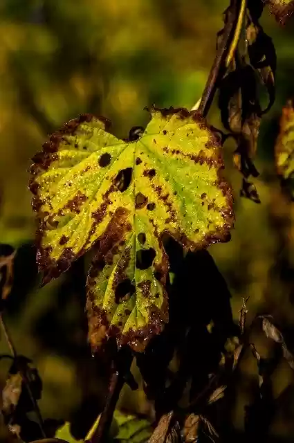 Free download Nature Forest Castle Olsztyn -  free photo or picture to be edited with GIMP online image editor