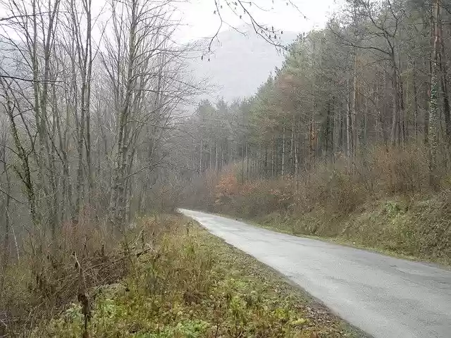 Free download Nature Forest Fogg -  free photo or picture to be edited with GIMP online image editor