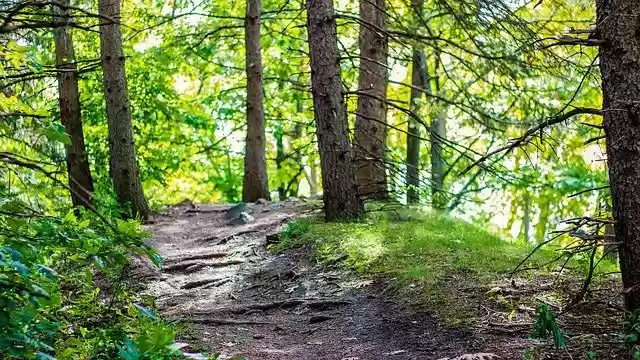 Free download Nature Forest Landscape -  free photo or picture to be edited with GIMP online image editor