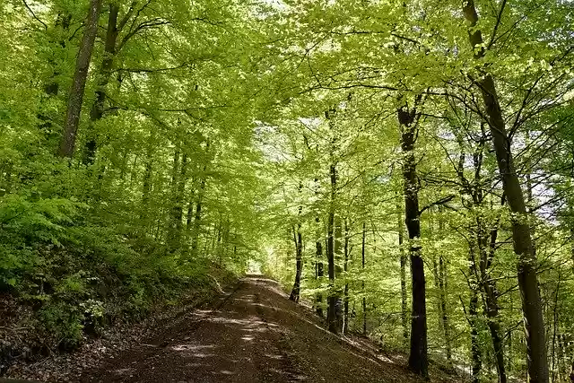 Free download Nature Forest Path -  free photo or picture to be edited with GIMP online image editor