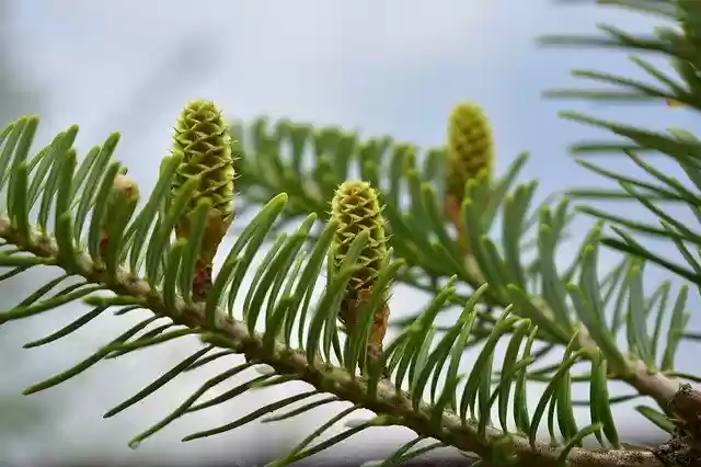 دانلود رایگان بهار جنگل طبیعت - عکس یا تصویر رایگان قابل ویرایش با ویرایشگر تصویر آنلاین GIMP