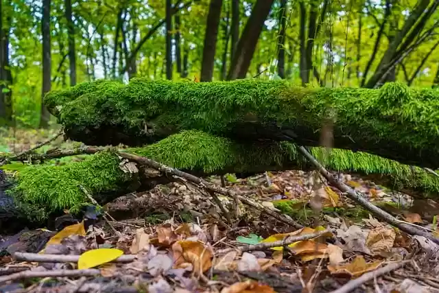 Free download nature forest trees branches free picture to be edited with GIMP free online image editor