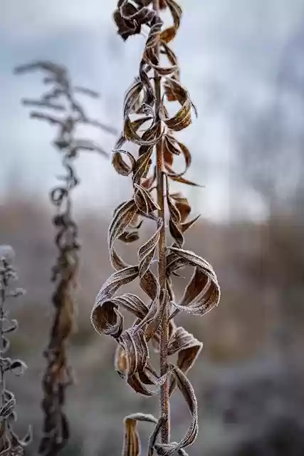 Gratis download natuur frost ijs winter gratis foto om te bewerken met GIMP gratis online afbeeldingseditor