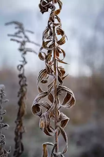 Free download nature frost ice cream winter free picture to be edited with GIMP free online image editor