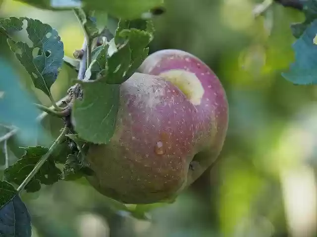 Free download Nature Fruit Apple Power -  free photo or picture to be edited with GIMP online image editor