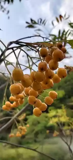 Free download Nature Fruit Wood In -  free photo or picture to be edited with GIMP online image editor