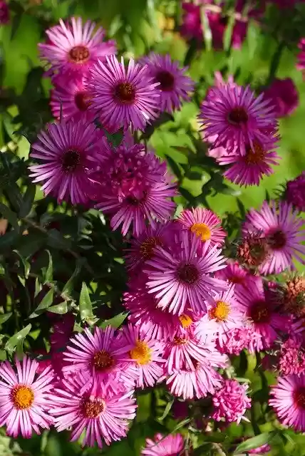 Free download Nature Garden Flowers -  free photo or picture to be edited with GIMP online image editor