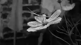 Free download Nature Garden Flower Stick -  free video to be edited with OpenShot online video editor